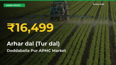 Arhar dal (Tur dal) Price Hits New High in Doddaballa Pur APMC Today – Check Latest Mandi Rates