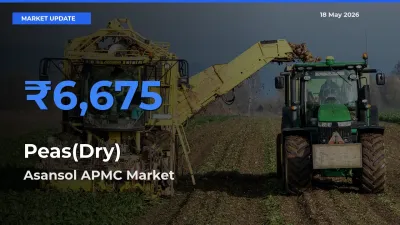 Asansol APMC Emerges as Top Mandi for Peas(Dry) Prices Today