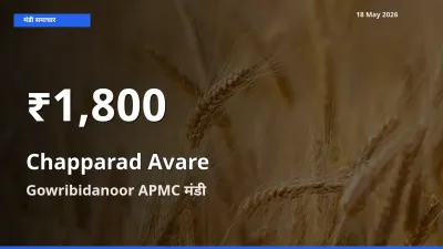 चप्परद अवरे के दाम 30 दिनों के सबसे निचले स्तर पर, Gowribidanoor APMC