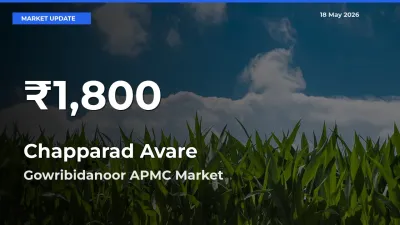 Sharp Fall! Chapparad Avare Prices Drop to 30-Day Low in Gowribidanoor APMC