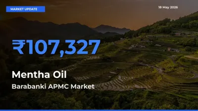 Barabanki APMC Tops Mentha Oil Rates – May 18 Market Update