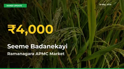 Seeme Badanekayi Price Rally Continues – Ramanagara APMC Hits Fresh High Today