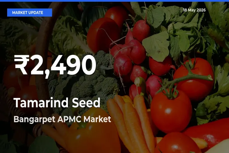 Tamarind Seed Hits 30-Day Low in Bangarpet APMC