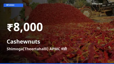 Shimoga(Theertahalli) APMC में काजू के दाम 30 दिन के न्यूनतम स्तर पर, आज का मंडी भाव देखें
