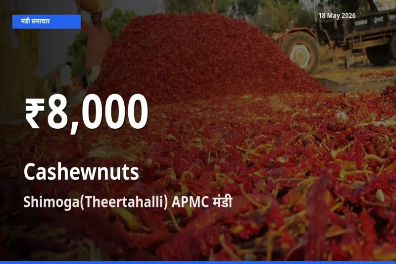 Shimoga(Theertahalli) APMC में काजू के दाम 30 दिन के न्यूनतम स्तर पर, आज का मंडी भाव देखें