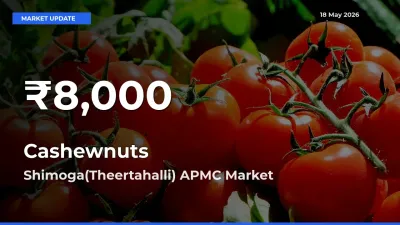 Why Cashewnuts Prices Slumped in Shimoga(Theertahalli) APMC – 30-Day Low Today