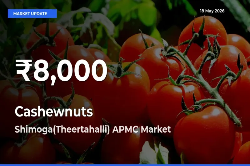 Why Cashewnuts Prices Slumped in Shimoga(Theertahalli) APMC – 30-Day Low Today