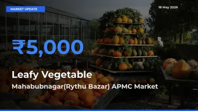 Mahabubnagar(Rythu Bazar) APMC Offers ₹5,000 – Highest Leafy Vegetable Rate Today