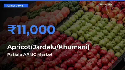 Patiala APMC Tops Apricot(Jardalu/Khumani) Rates – May 18 Market Update