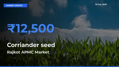 Rajkot APMC Tops Corriander seed Mandi Rates Today