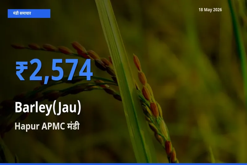 आज जौ के सबसे ऊँचे दाम ₹2,574 Hapur APMC मंडी में