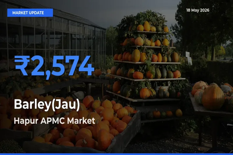 Market Watch: Hapur APMC Becomes Top Mandi for Barley(Jau)