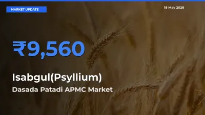 Dasada Patadi APMC Records Highest ₹9,560 Rate for Isabgul(Psyllium)