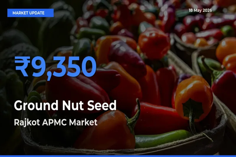 Rajkot APMC Tops Ground Nut Seed Mandi Rates Today