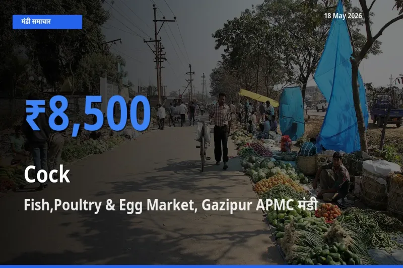 आज का मंडी भाव: मुर्गा के सबसे ज़्यादा दाम Fish,Poultry & Egg Market, Gazipur APMC में