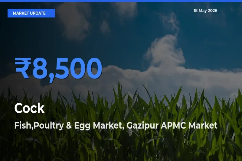 Farmers Prefer Fish,Poultry & Egg Market, Gazipur APMC as Cock Hits Highest Rate