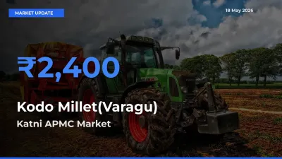Market Watch: Katni APMC Becomes Top Mandi for Kodo Millet(Varagu)