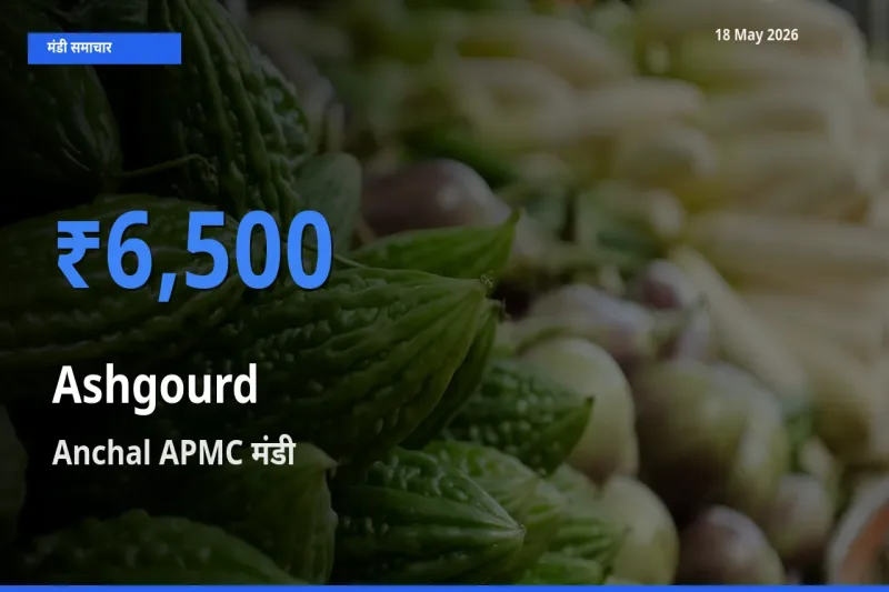 टॉप मंडी बना Anchal APMC! पेठा कद्दू के सबसे ऊँचे दाम यहीं दर्ज