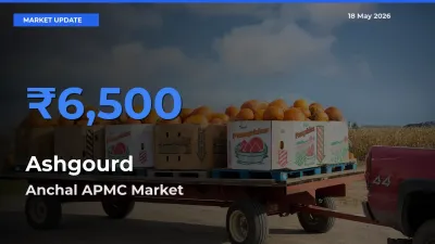 Anchal APMC Leads as Top Mandi for Ashgourd Prices