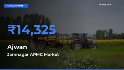 Ajwan Mandi Rate Today: Jamnagar APMC Tops the List