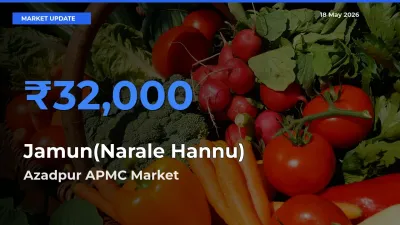 Jamun(Narale Hannu) Mandi Rate Today: Azadpur APMC Tops the List