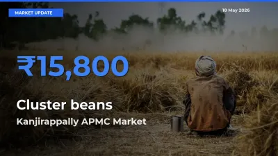 Market Watch: Kanjirappally APMC Becomes Top Mandi for Cluster beans