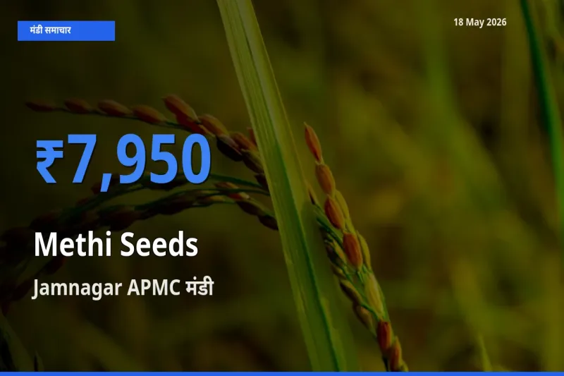 आज का मंडी भाव: मेथी दाना के सबसे ज़्यादा दाम Jamnagar APMC में