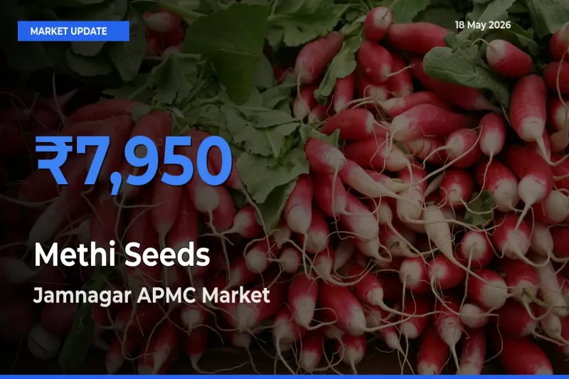 Jamnagar APMC Records Highest ₹7,950 Rate for Methi Seeds