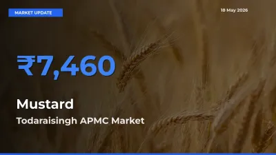 Todaraisingh APMC Offers ₹7,460 – Highest Mustard Rate Today