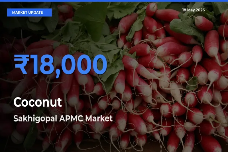 Sakhigopal APMC Tops Coconut Rates – May 18 Market Update