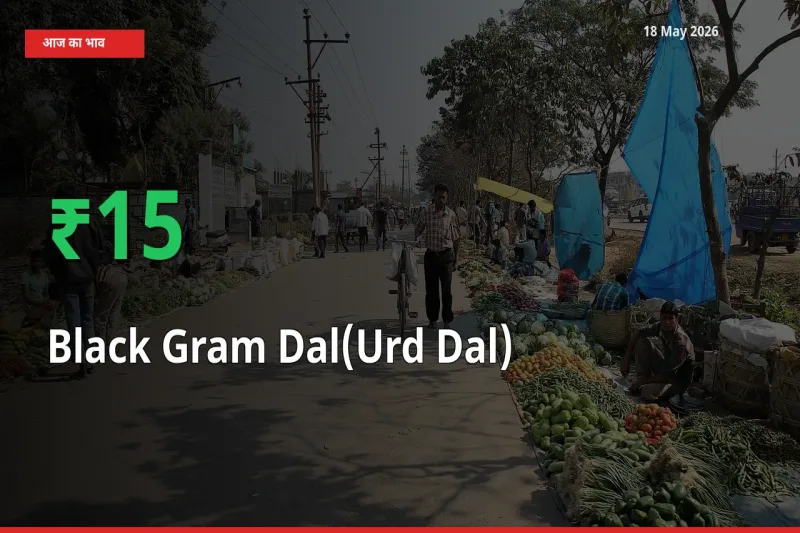 अचानक तेजी! मंडी में उड़द दाल के दाम 15.44% चढ़े