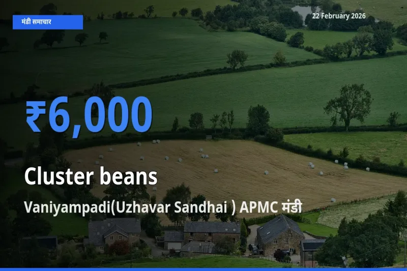 आज का मंडी भाव: Cluster beans के सबसे ज़्यादा दाम Vaniyampadi(Uzhavar Sandhai ) APMC में
