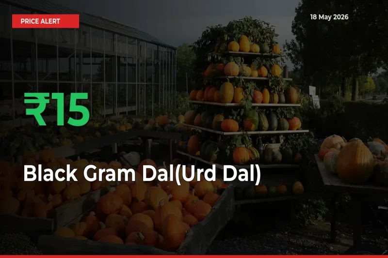 This Mandi Records 15.44% Jump in Black Gram Dal(Urd Dal) Prices