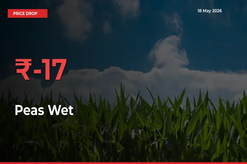 Sharp Fall! Peas Wet Prices Plunge 17.09% in a Day at Key Mandis