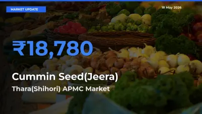 Thara(Shihori) APMC Leads as Top Mandi for Cummin Seed(Jeera) Prices