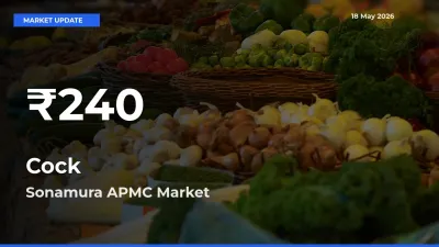 Cock Hits 30-Day Low in Sonamura APMC