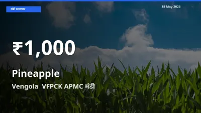तेज़ गिरावट! Vengola  VFPCK APMC में अनानास के दाम 30 दिन के निचले स्तर पर