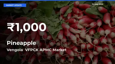Pineapple Falls to ₹1,000 in Vengola  VFPCK APMC – 30-Day Lowest Rate