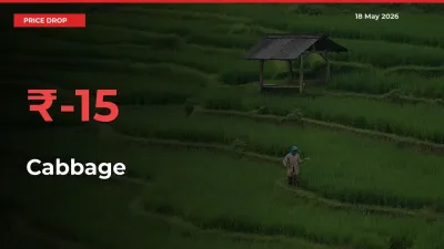 Why Cabbage Prices Fell 15.42% in a Day at Mandis