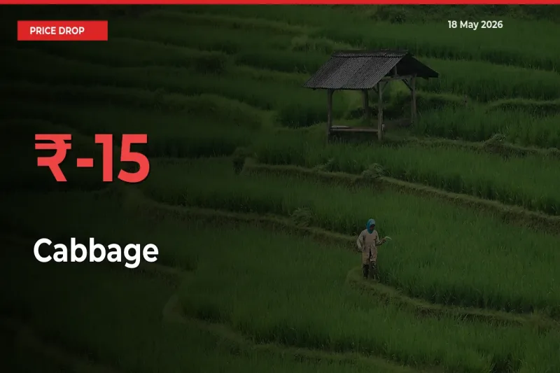 Why Cabbage Prices Fell 15.42% in a Day at Mandis