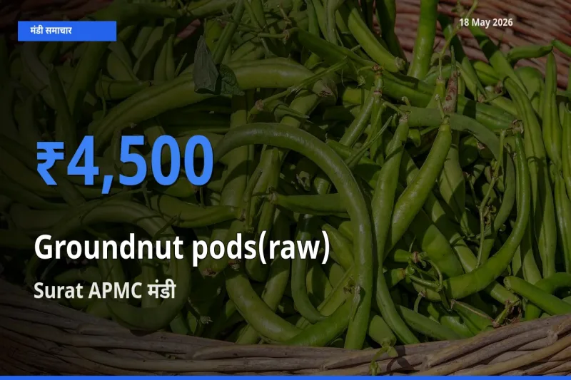 Surat APMC मंडी में कच्ची मूंगफली (फली सहित) ₹4,500 पर पहुँचा – आज का सर्वोच्च भाव