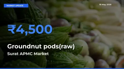 Surat APMC Tops Groundnut pods(raw) Rates – May 18 Market Update