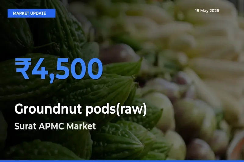 Surat APMC Tops Groundnut pods(raw) Rates – May 18 Market Update
