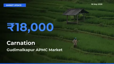 Gudimalkapur APMC Tops Carnation Rates – May 18 Market Update