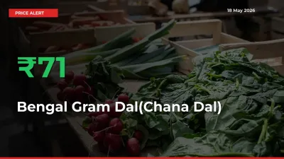 Big Rally! Bengal Gram Dal(Chana Dal) Climbs 71.15% in 24 Hours at Top Mandis
