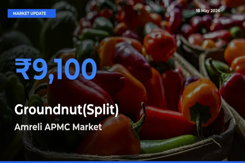 Farmers Prefer Amreli APMC as Groundnut(Split) Hits Highest Rate