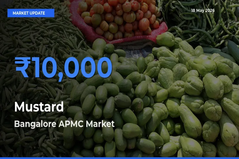 Market Watch: Bangalore APMC Becomes Top Mandi for Mustard