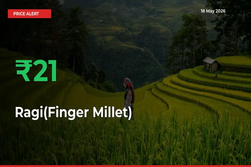 Ragi(Finger Millet) Prices Rise 20.59% in a Day at Major Mandis