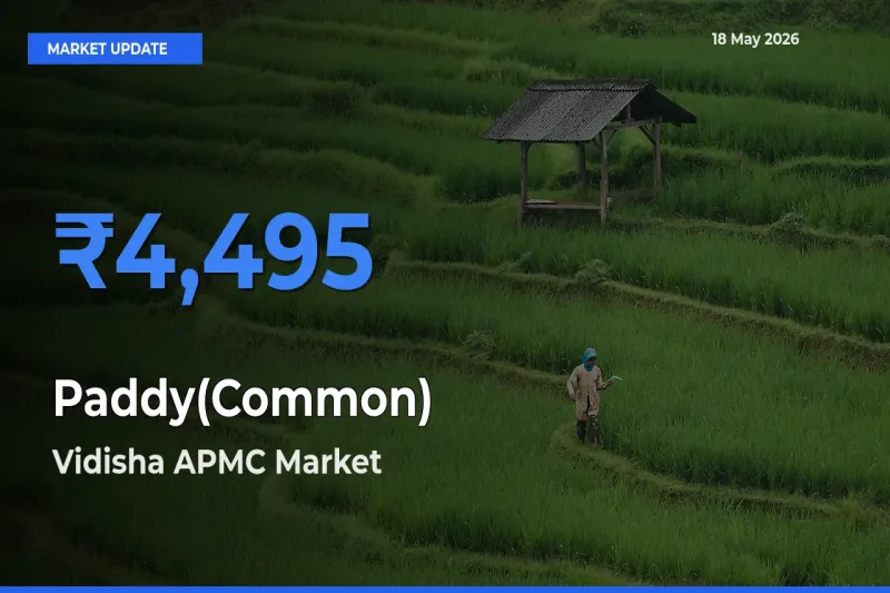 Vidisha APMC Tops Paddy(Common) Mandi Rates Today