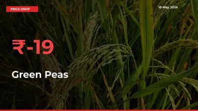 Why Green Peas Prices Fell 19.1% in a Day at Mandis